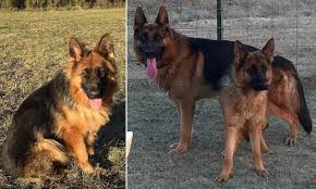German shepherd dogs love strenuous activity, preferably combined with training of some kind, for these dogs are very intelligent and crave a good challenge. Dion Bush Battle Lake Minn Teen Mauled To Death By German Shepherd