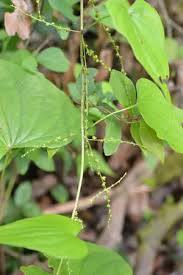 Image result for Dioscorea hirtiflora