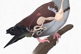 Racing pigeons ultimate guide by elliot lang full. Garlic And Racing Pigeons Winning Pigeon Racing And Racing Pigeons Strategies Pigeon Insider