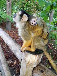 Will make your family best companion if interested contact me for more information and pictures. Met This Cute Baby Squirrel Monkey Aww