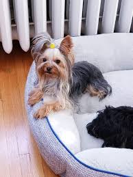 Find a morkie on gumtree, the #1 site for dogs & puppies for sale classifieds ads in the uk. Yorkies Morkies Maltese More Chicago Illinois Wisconsin Indiana Michigan Home Facebook