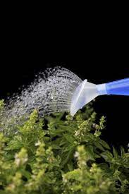Basil Plant Watering How To Water Basil Plants Indoors And Out Basil Plant Indoors Basil Plant Caring For Basil Plant