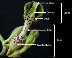 Image result for Ceropegia conrathii