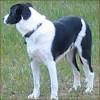 Small Black And White Short Haired Dog