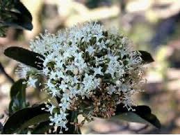 Image result for Nuxia congesta