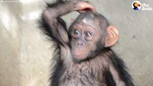 Unlike other members of the primate family, chimpanzees do not have a tail. Baby Chimp Almost Sold As Pet The Dodo Youtube