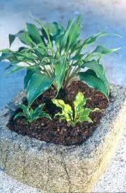 This remedy is safe enough to use on a weekly bases if you wish, i found that once a month is plenty. Green Hill Fertilz