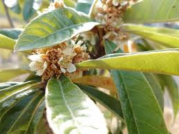 ビワ 枇杷 の育て方 苗木の植え付け 植え替えの時期や増やし方は Greensnap グリーンスナップ