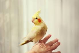 ببغاء الكوكاتيل او طائر الكروان كل ماتود معرفته حول هذا الببغاء طيور العرب in 2021 cockatiel parrotlet budgie parakeet