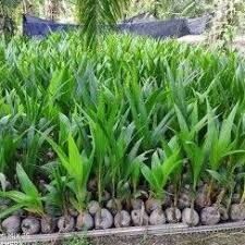 Minyak biji jarak yang diteteskan pada bagian gigi yang sakit dapat mengobati sakit gigi karena mengandung antimikroba yang mampu membasmi bakteri e coli. Anak Pokok Kelapa Matag Pokok Rendah Cepat Berbuah Shopee Malaysia