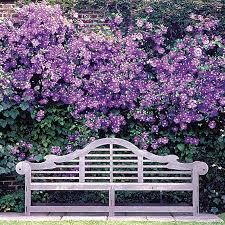 Maybe you would like to learn more about one of these? Jackmanii Clematis Jackson Perkins