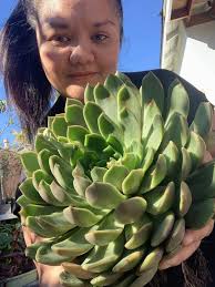 Echeveria hybrid and Echeveria glauca comparison