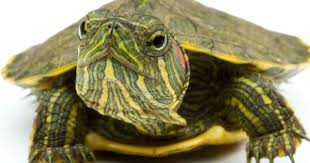 Aquatic Turtles