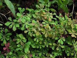 Image result for Equilabium parvum