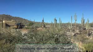 The saguaro cactus is a popular cactus plant to grow in the desert areas of the southwestern united states. Is It Illegal To Cut Down A Saguaro Cactus In Arizona