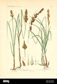 Image result for Cyperaceae