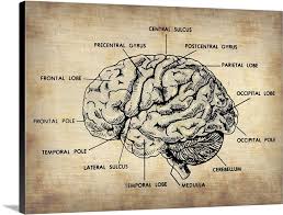 Well, both bodies and web maps have components and. Vintage Brain Map Anatomy Wall Art Canvas Prints Framed Prints Wall Peels Great Big Canvas