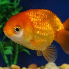 Please download one of our supported browsers. Ranchu Goldfish 7cm Live Fish Shipping Australia