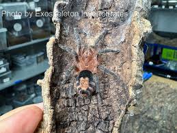 Image result for Cyrtorchis glaucifolia