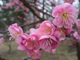 Große auswahl und top preise der marke bloom. Plants For Winter Blooms From Lynn S Garden