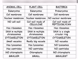 Maybe you would like to learn more about one of these? Similarities And Differences Of Prokaryotic Eukaryotic Plant And Animal Cells Diagram Quizlet