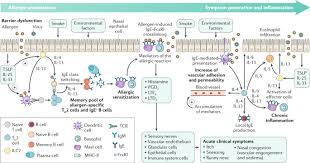 You (to meet) him at the conference last month? Allergic Rhinitis Nature Reviews Disease Primers