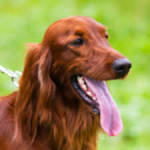 Irish Setter Dog Breed Information - American Kennel Club