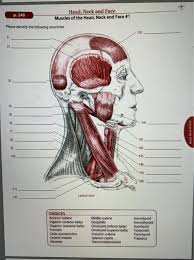 We did not find results for: P 240 Head Neck And Face Muscles Of The Head Neck Chegg Com