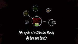 Life Cycle Of A Siberian Husky By Helen Clifford