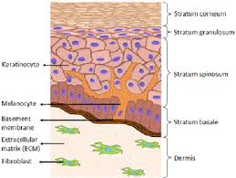Wide collections of all kinds of labels pictures online. Schematic Drawing Of Human Skin Download Scientific Diagram