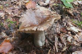 Image result for Russula perlactea