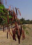 Image result for Fabaceae subfamily Mimosoideae