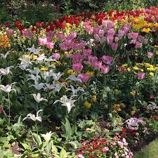 Today S Tulips What A Show Theroyalparks Stjamesspark Tulips Spring Flowers Gardening Dailywalk London Tulips Flowers Plants