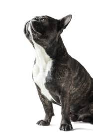 Brindle is a dominant color there are more brindle frenchir's than all the other colors combined. What Are The Different Types Of French Bulldogs