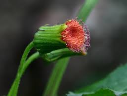 Image result for Crassocephalum montuosum