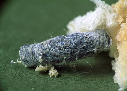 Tinea pellionella | Case-bearing Clothes Moth | Larval case | UKmoths