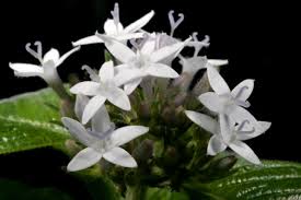 Image result for Pentas zanzibarica