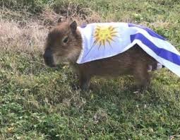 En el comercio, de acuerdo a lo que detectaron las autoridades de la policía ecológica, se faenaban nutrias y carpinchos para el consumo humano. Cosito Auf Twitter Los Argentinos Hacen Viral Al Carpincho Los Uruguayos Inmediatamente