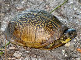 Box Turtles Identification Guide Green Nature