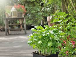 Most gardeners grow basil by sowing seeds or transplanting seedlings into their garden beds or containers. How To Prune Basil A Beginner S Guide With Best Tips And Tricks Plants Spark Joy
