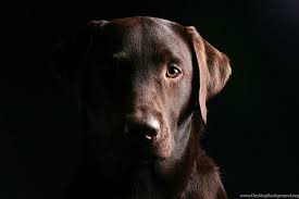 Black was the favorite color among early breeders, but over the years, yellow and chocolate labs have become popular. Gallery For Chocolate Lab Wallpapers Desktop Background