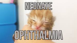 Keflex (cephalexin) is an an antibiotic used to treat bacterial infections of the sinuses, tooth, urinary tract, and throat. Uris Kitten Lady