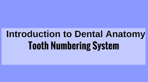 Tooth Numbering System Universal System Zsigmondy Palmer System Fdi Two Digit System