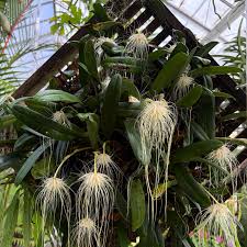 Image result for Bulbophyllum sp. nov