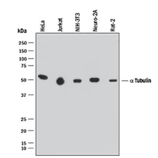 How does western blot work. Western Blot Protocol R D Systems Quality Control R D Systems