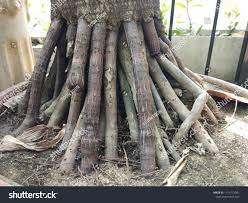 Root Palm Tree That Rises Above Stock Photo Edit Now 1314773981