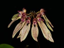 Image result for Bulbophyllum longiflorum