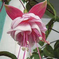 Southgate Fuchsia Flowers And Bulbs Veseys Fuchsia Flowers Fuchsia Flower Starter Plants