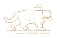 Scottish Fold Cat Dimensions & Drawings | Dimensions.com