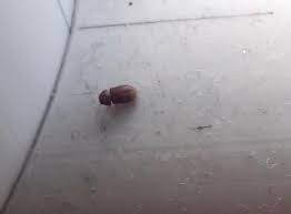 Wir Haben Seid Kurzer Zeit So Kleine Kafer In Unserer Kuche Sie Sind Meistens Am Fenster Und Sie Konnen Fliegen Was Sind Das Fur Kafer Und Was Kann Man Gegen Klein Schadlinge